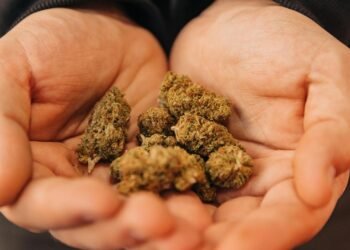 New York State with reference to authorizing private marijuana rising