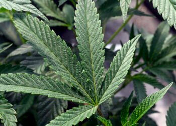Minnesota mayor and son arrested for illegally rising masses of marijuana crops
