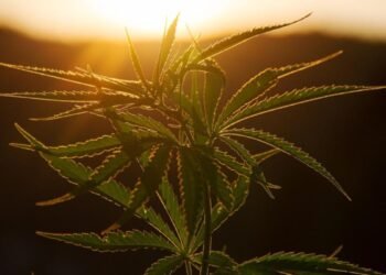 West Aussies set to be introduced government-subsidised hashish rising route, in bid for medicinal sector