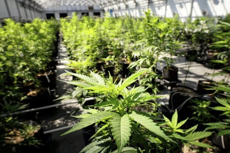 After Ohio’s legalization vote, right here’s the place marijuana is — and isn’t — prison