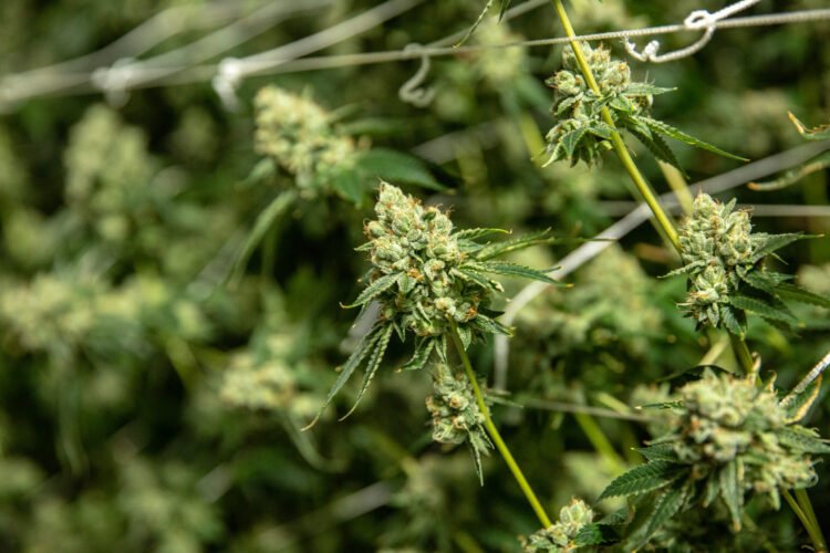 Weed Seasons: The most productive time to develop hashish outside