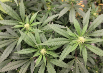Pennsylvania Agriculture Secretary ‘Excited’ To Keep an eye on Marijuana Below Governor’s Plan, Announcing State Is ‘Actually Excellent At Rising Issues’