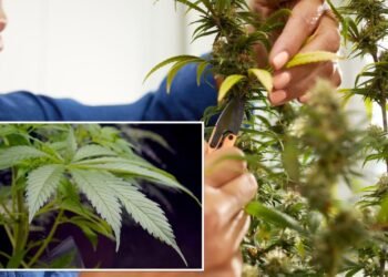 NY unveils first guidelines for increasing marijuana at domestic