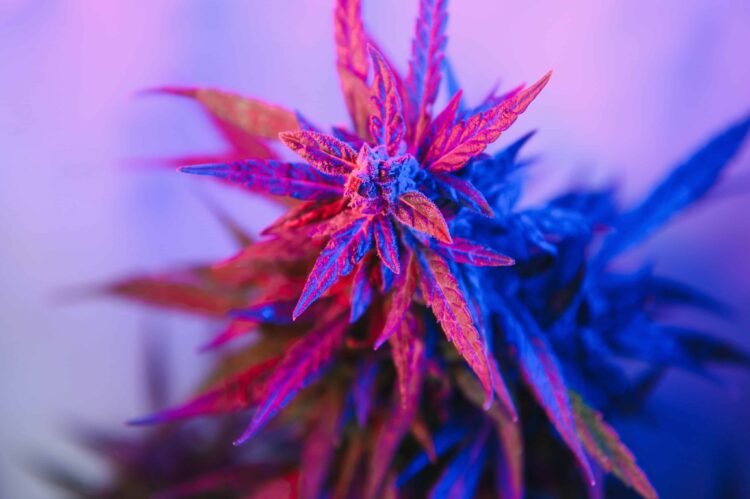 Washington To Do Away With 37% Clinical Hashish Tax