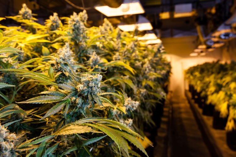 Learn about: U.S. Scientific Hashish Regulations Build up Affected person’s Psychological Well being