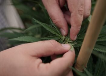 Congressional Researchers Say It is ‘Most likely’ Marijuana Will Be Rescheduled, However It Would not Repair Federal-State Coverage Hole