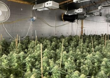 Police bust unlawful hashish develop website online in Maine, seizing over 4,700 marijuana vegetation and arresting 3 other folks