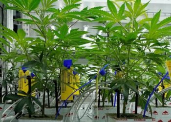 As america strikes to reclassify marijuana as a much less bad drug, may extra states legalize it?
