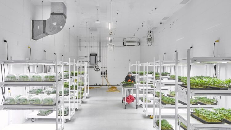 Step Within The usa’s Maximum Atypical Marijuana Farms