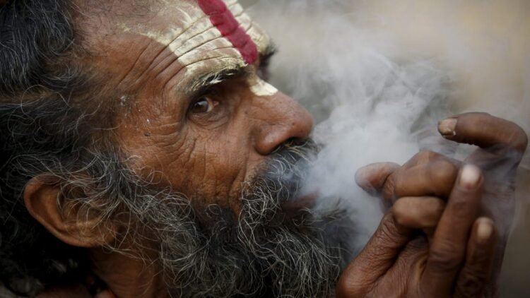 How did weed, hash grow to be unlawful in India however now not bhaang?