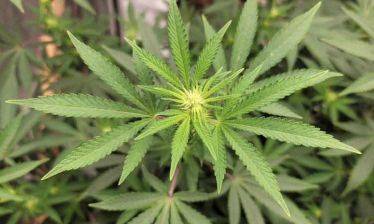 Delaware Officers Unencumber First Draft Laws For Grownup-Use Marijuana Marketplace As States Prepares For Legalization