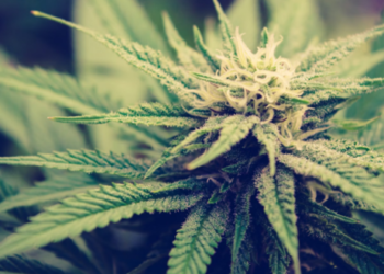 Arizona Researchers Uncover That Hashish Terpenes Scale back Persistent Ache