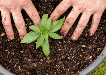 Connecticut: Regulation Trade Allowing Adults to House Domesticate Hashish Takes Impact on Saturday