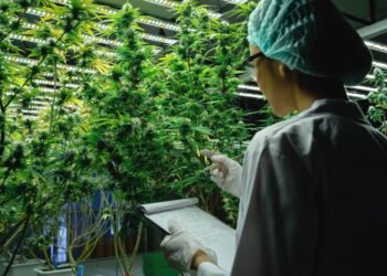 5 Well being Organizations that Make stronger Hashish Analysis