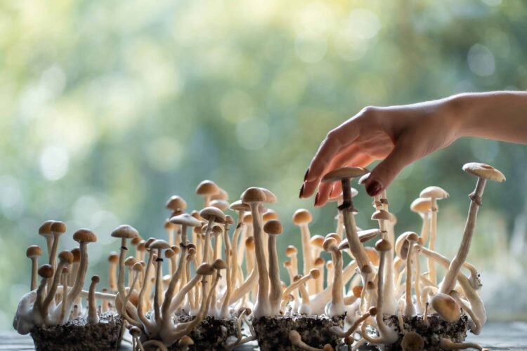 COVID Lengthy-Hauler’s Signs Considerably Stepped forward with Psilocybin, MDMA