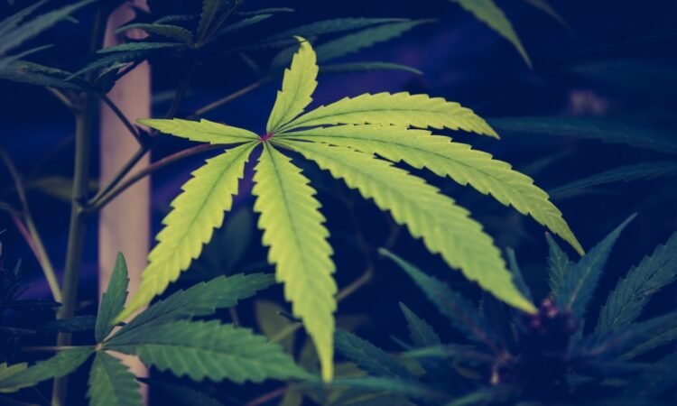 Pennsylvania Governor Indicators Finances Invoice Aside from Marijuana Legalization Provision He Asked, However With 280E Tax Aid For Business