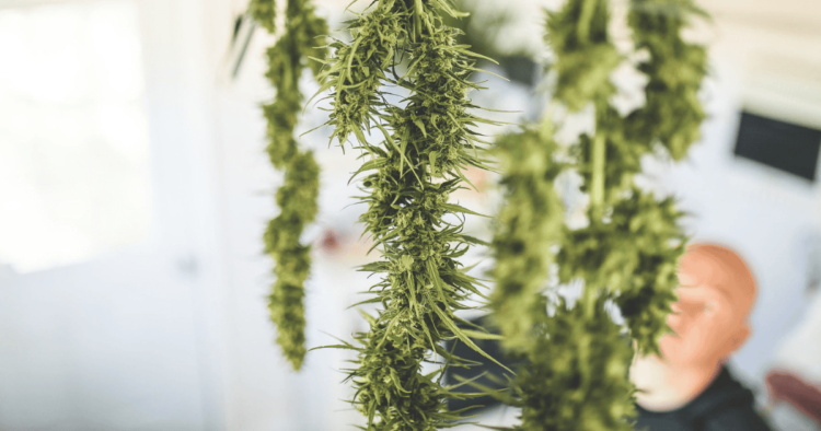 Your Information to Keeping Taste and High quality » Emily Kyle, MS, RDN