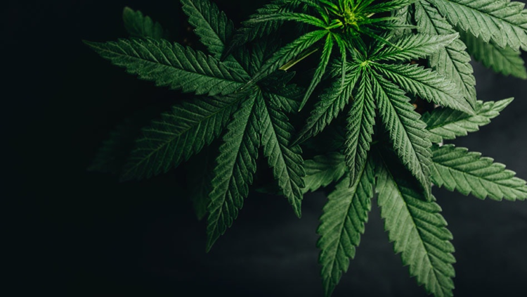 Delaware’s Grownup-Use Hashish Marketplace Shifting Ahead