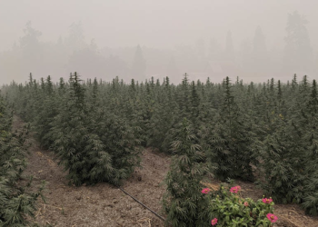 How Local weather Alternate Can Harm Hashish Vegetation, Backside Traces